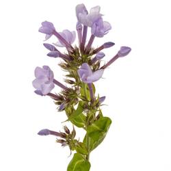 Phlox milka Miss Lolita 60cm