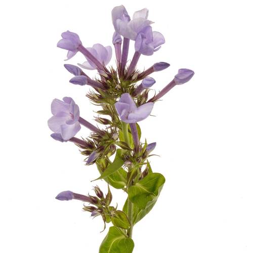 Phlox milka Miss Lolita 60cm