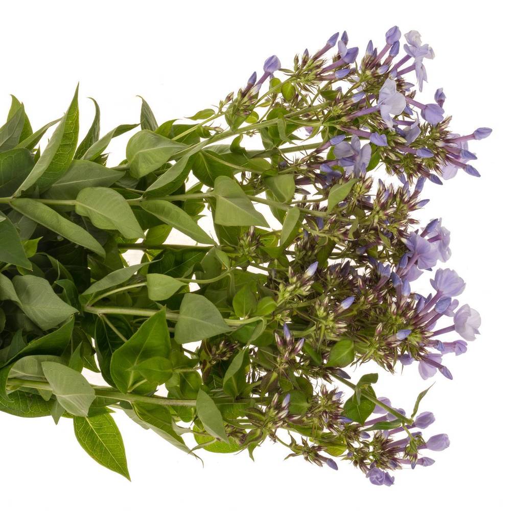 Phlox milka Miss Lolita 60cm