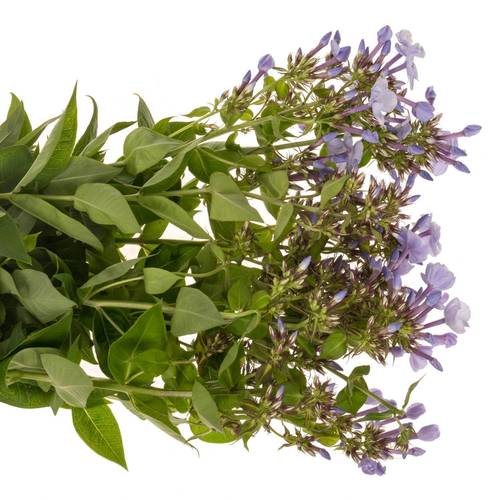 Phlox milka Miss Lolita 60cm