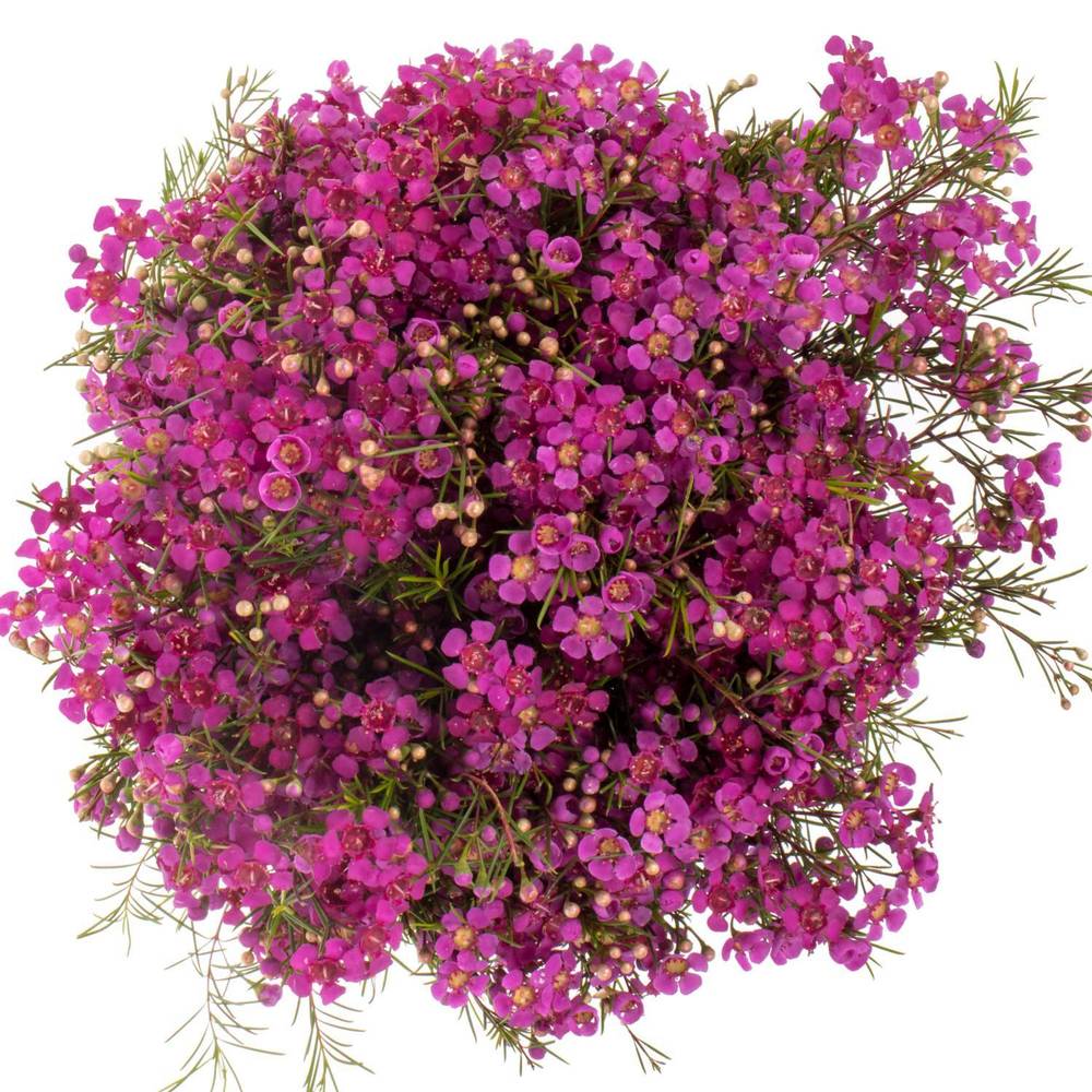 Wachsflower fuchsia Purple Rain 90 Gramm 70cm