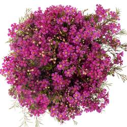 Wachsflower fuchsia Purple Rain 90 Gramm 70cm