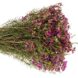 Wachsflower fuchsia Purple Rain 90 Gramm 70cm