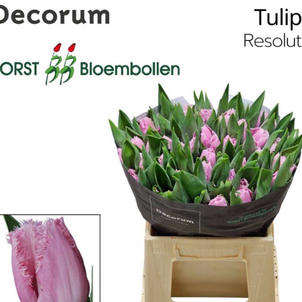 Tulpe rosa Resolute 42 Gramm