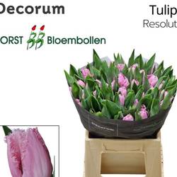 Tulpe rosa Resolute 42 Gramm