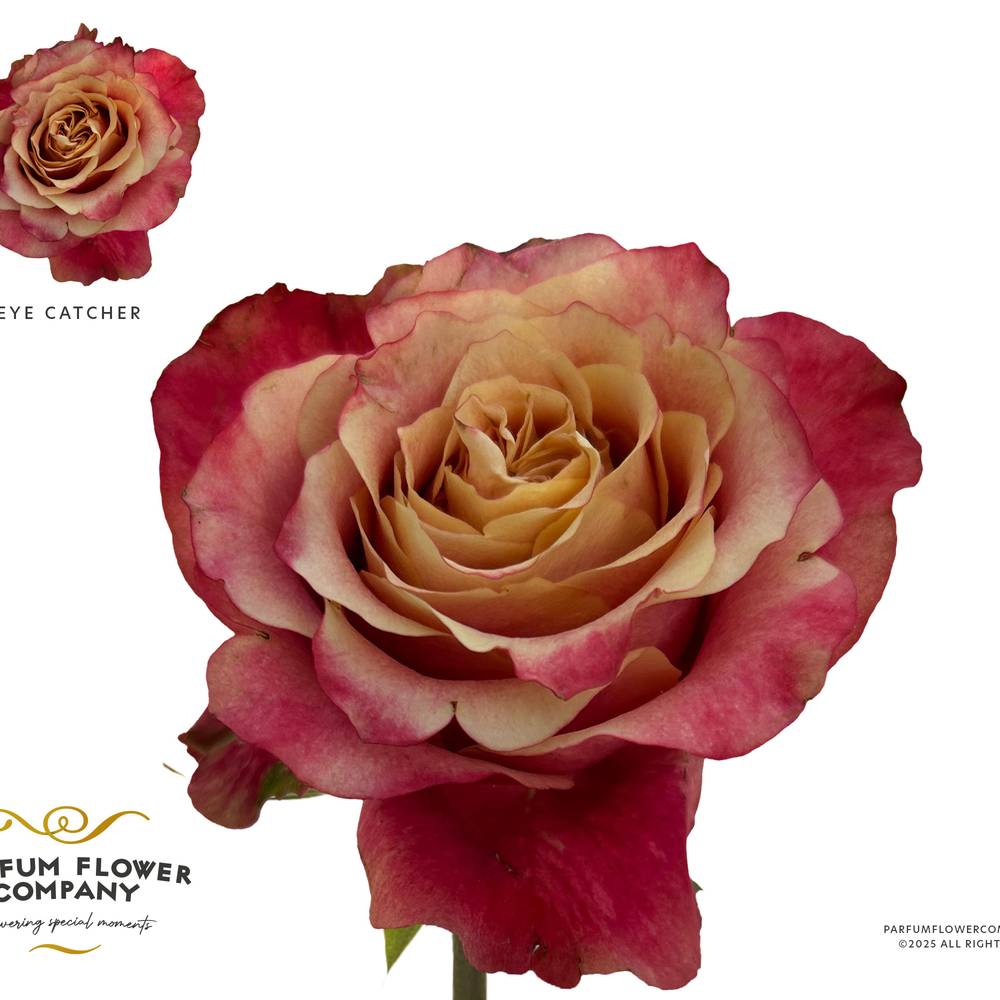 Rose apricot/fuchsia Eye Catcher 50cm