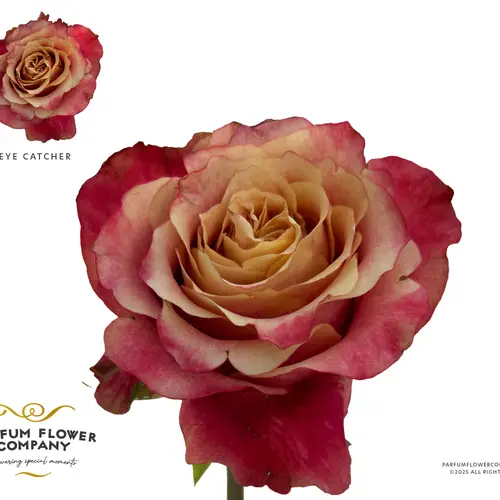 Rose apricot/fuchsia Eye Catcher 50cm