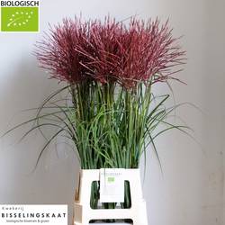 Miscanthus rosa/rot Subrosa 90cm