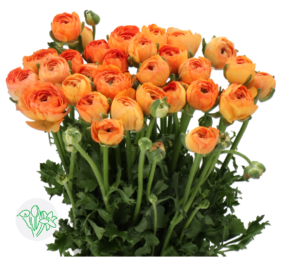 Ranunkel orange Cloni Honey Salmon 40cm x 30