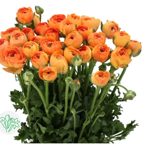 Ranunkel orange Cloni Honey Salmon 40cm x 30