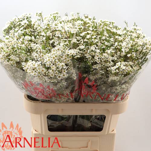 Wachsflower weiss  Pelaco 55 Gramm 80cm