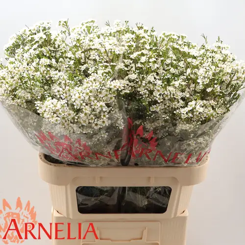 Wachsflower weiss  Pelaco 55 Gramm 80cm