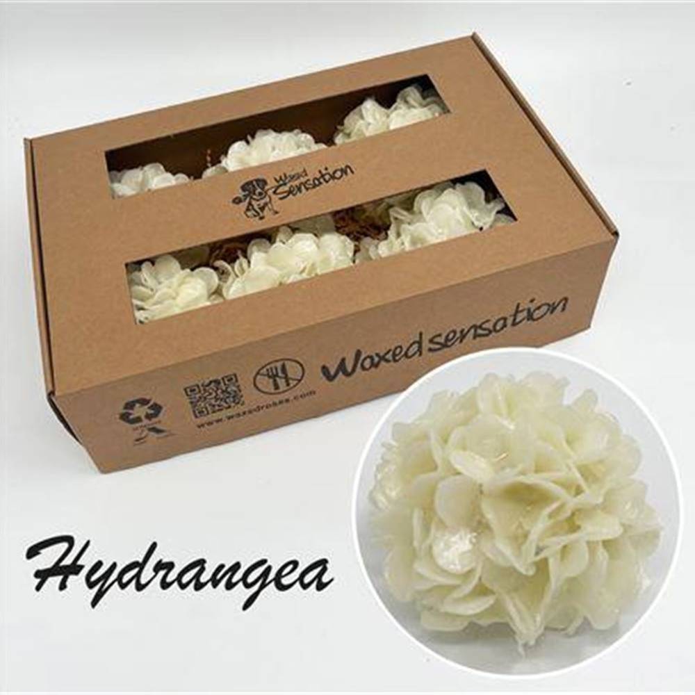 Seiden Wachs Hortensie creme