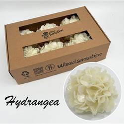 Seiden Wachs Hortensie creme