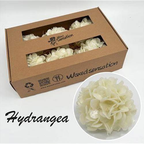 Seiden Wachs Hortensie creme
