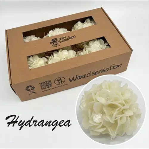 Seiden Wachs Hortensie creme
