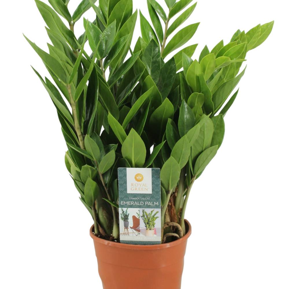 Zamioculcas 8+ T14 H050