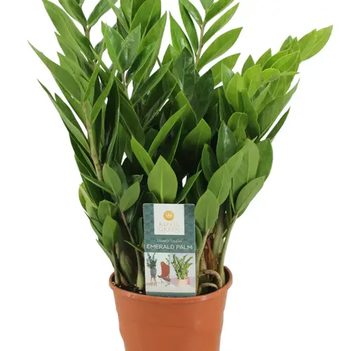 Zamioculcas 8+ T14 H050