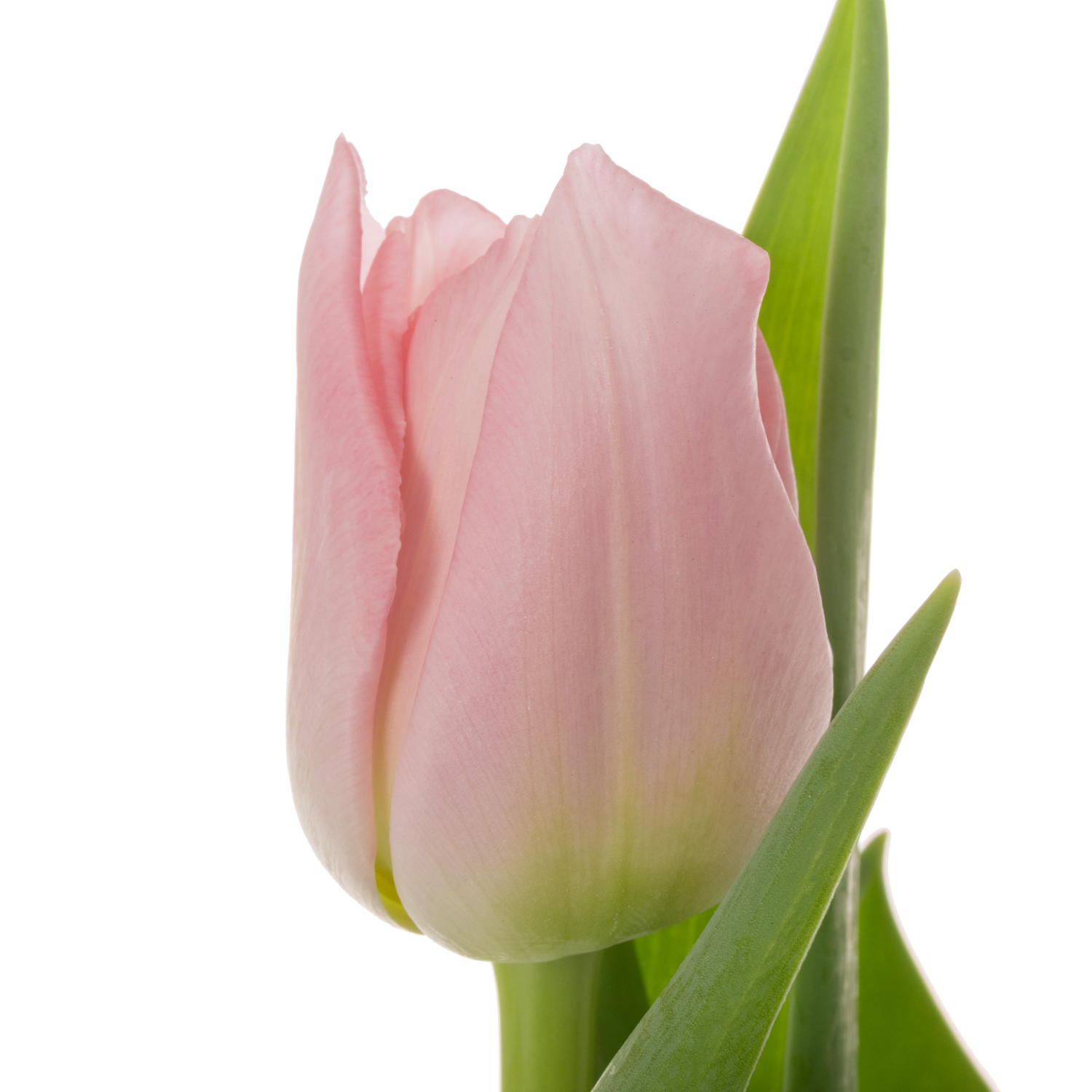 Tulpe rosa doppel Dreamer 40 Gramm