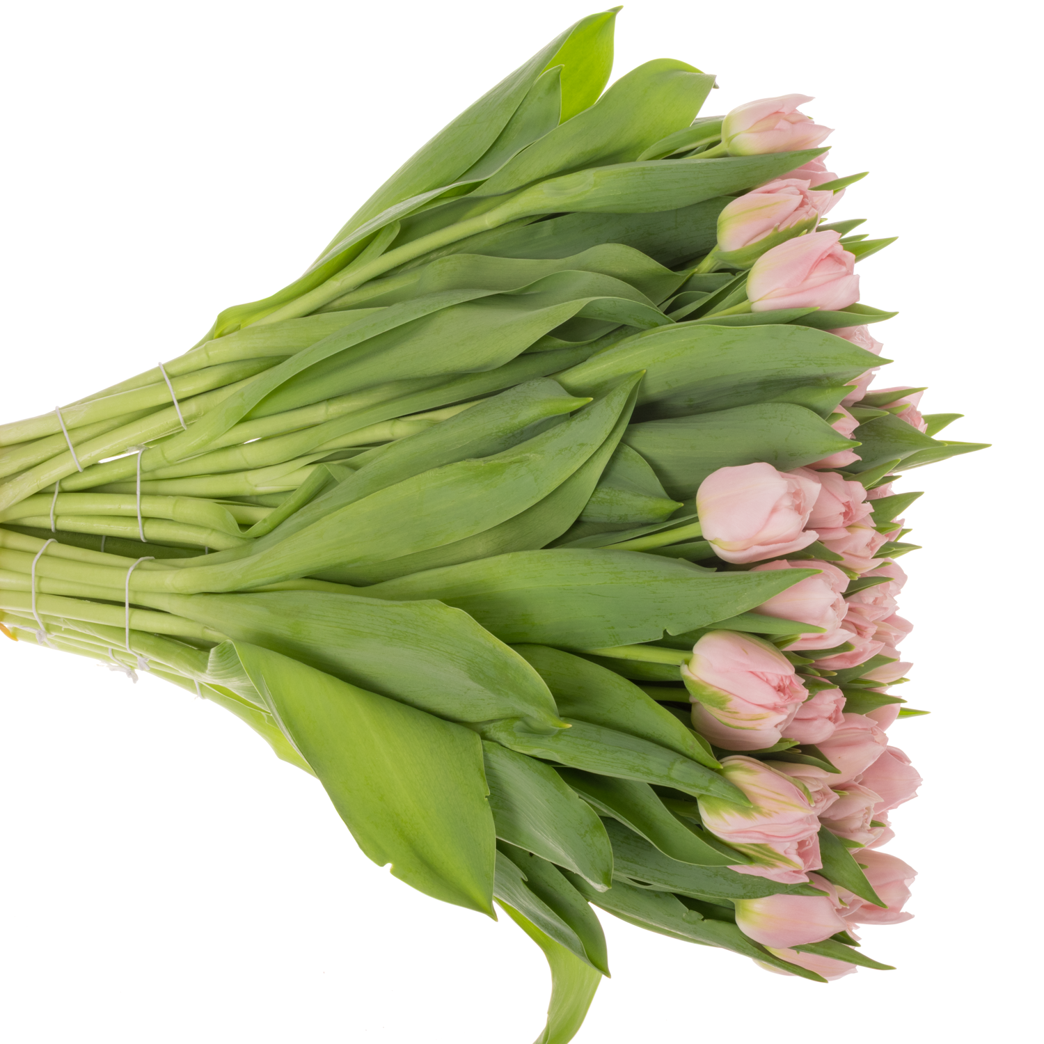 Tulpe rosa doppel Dreamer 40 Gramm