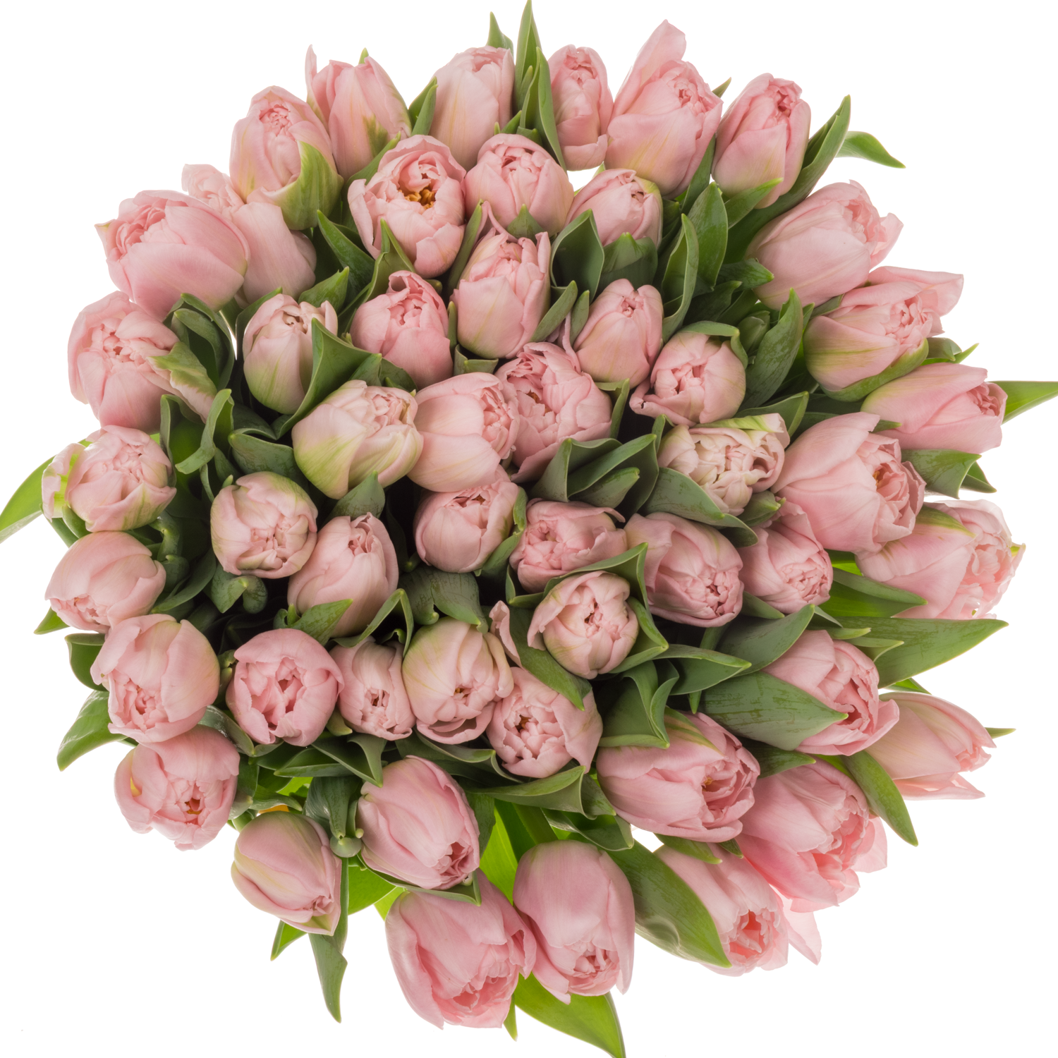 Tulpe rosa doppel Dreamer 40 Gramm