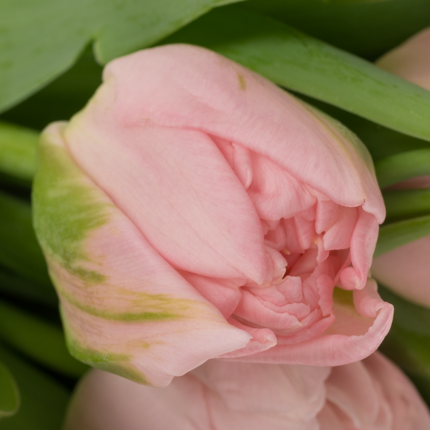 Tulpe rosa doppel Dreamer 40 Gramm