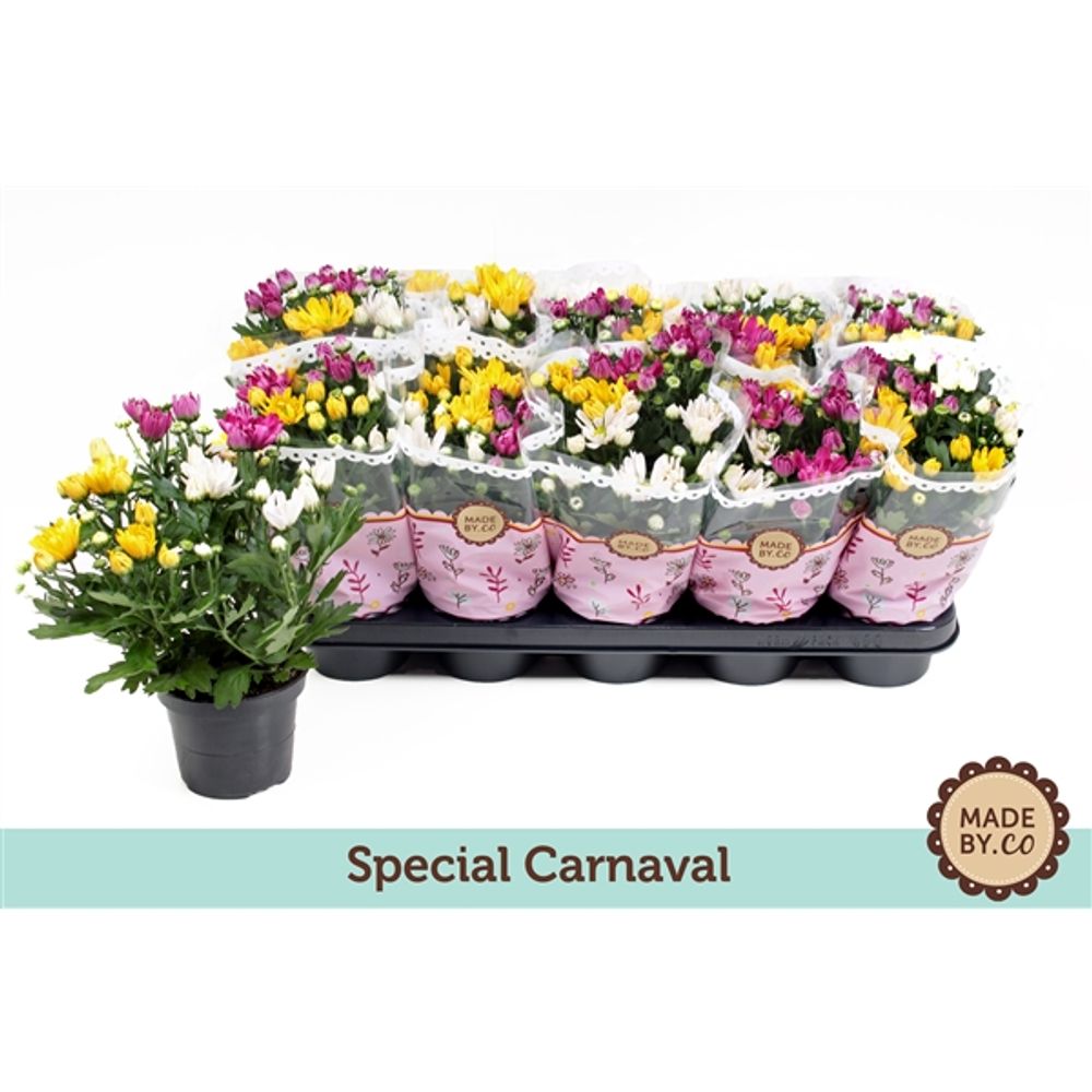 Chrys.Carnaval T12 H025