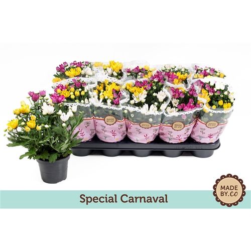 Chrys.Carnaval T12 H025