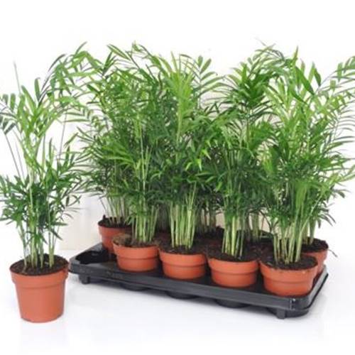 Chamaedoria Schnäppch. Von Uhr T12 H050