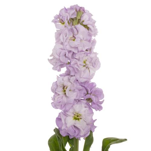 Levkoje lila Impala Marine 65 cm