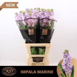 Levkoje lila Impala Marine 65 cm