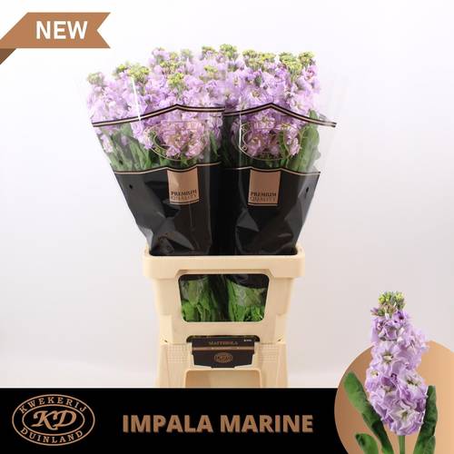 Levkoje lila Impala Marine 65 cm