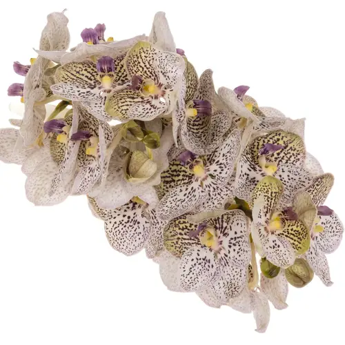 Vanda lila Purple Confetti 16Blüten 3 Stiele