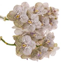 Vanda lila Purple Confetti 16 Blüten 3 Stiele
