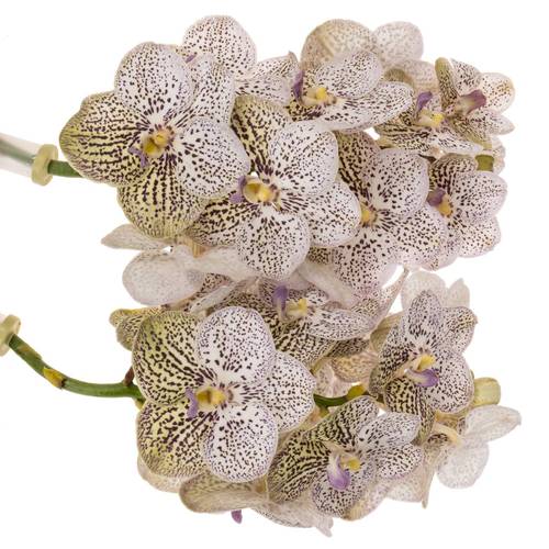Vanda lila Purple Confetti 16 Blüten 3 Stiele