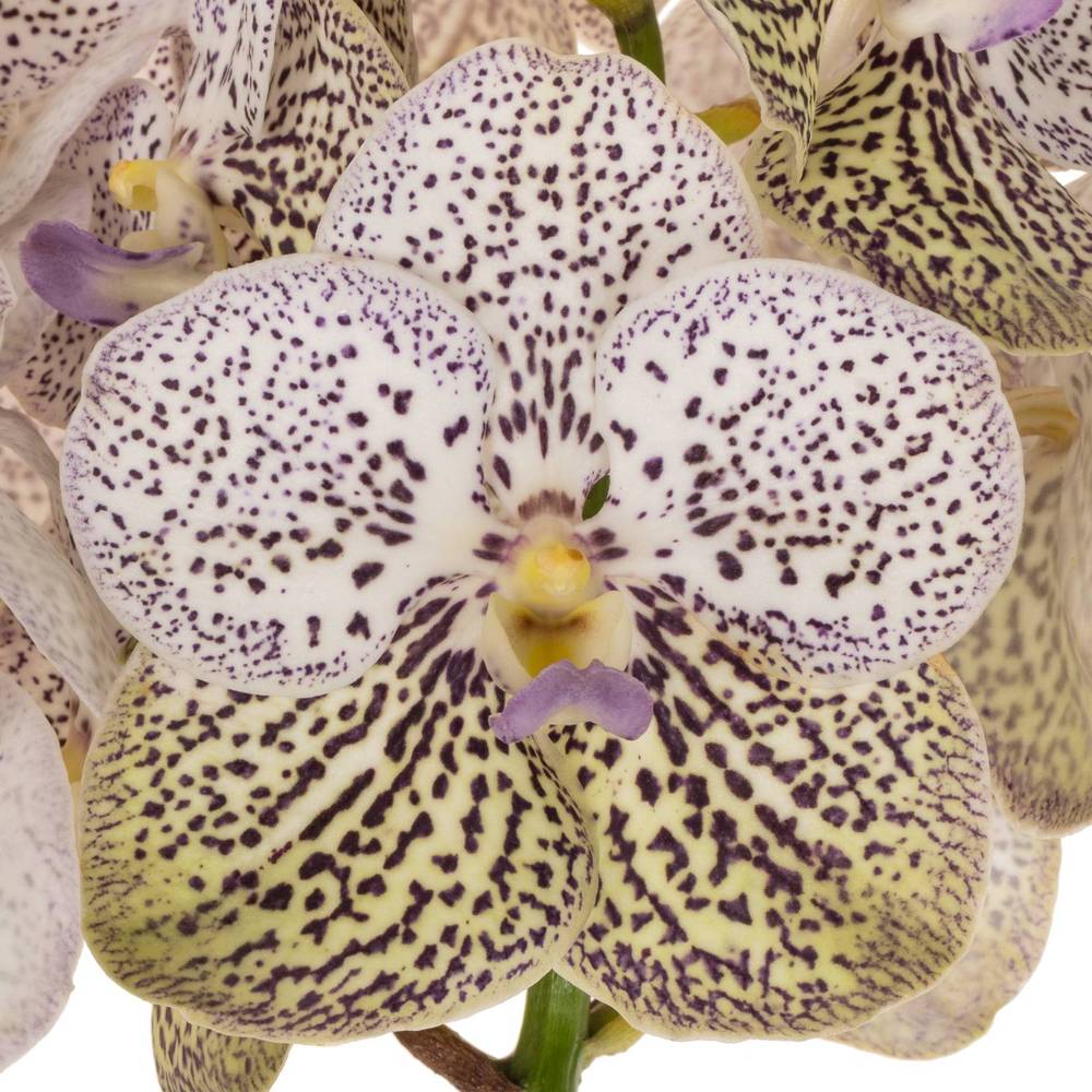 Vanda lila Purple Confetti 16 Blüten 3 Stiele