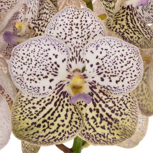 Vanda lila Purple Confetti 16 Blüten 3 Stiele