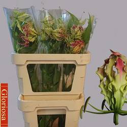 Gloriosa rosa/gelb Rothschild 80cm
