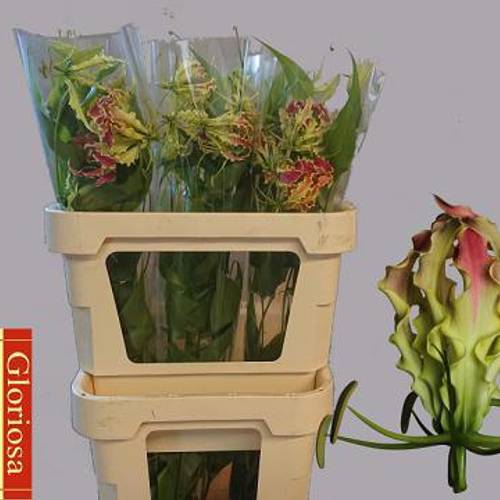 Gloriosa rosa/gelb Rothschild 80cm