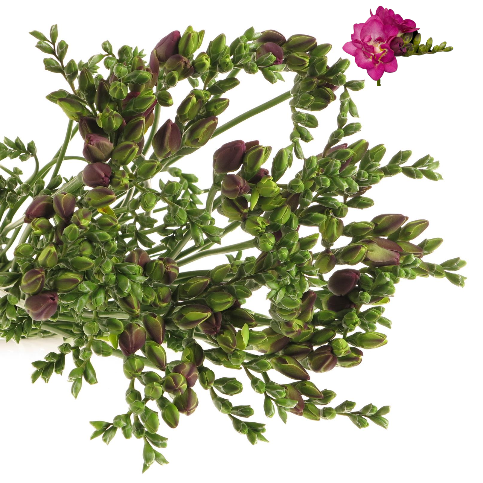 Freesie pink gefüllt Purple 28 Gramm
