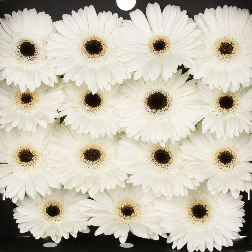 Gerbera weiss White House