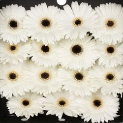 Gerbera weiss White House
