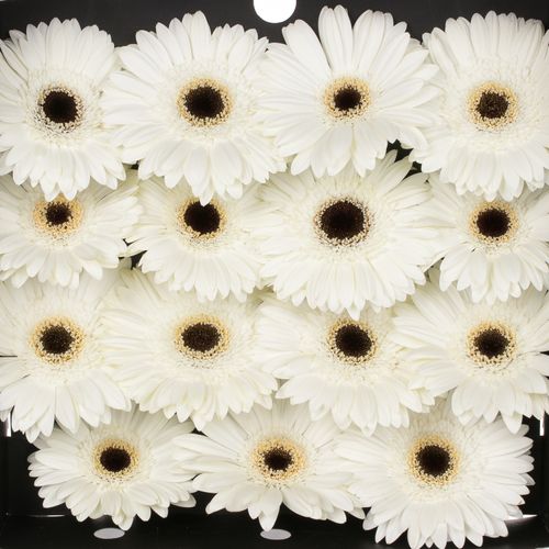 Gerbera weiss White House