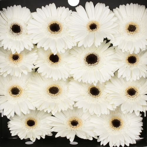 Gerbera weiss White House