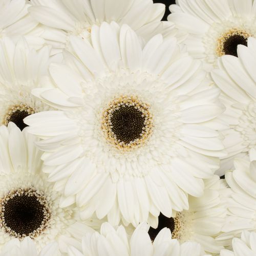 Gerbera weiss White House