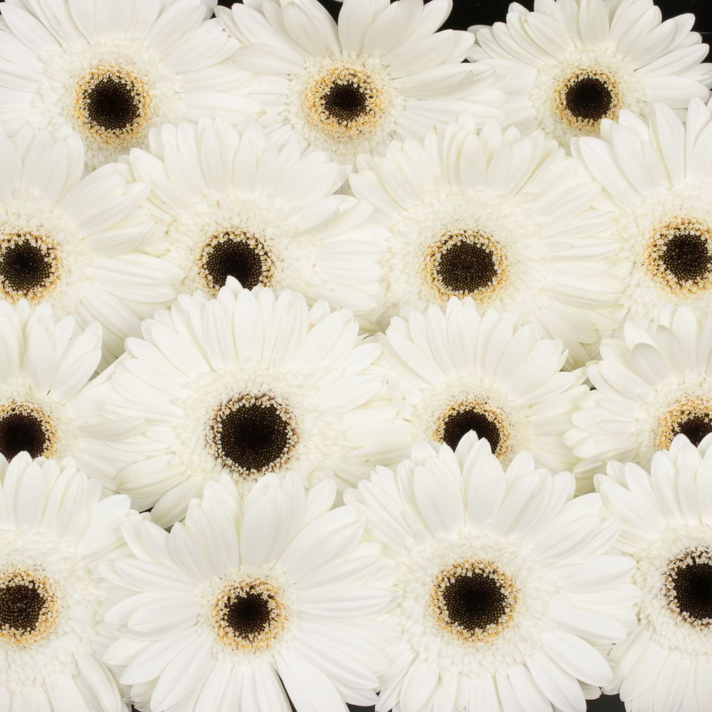 Gerbera weiss White House