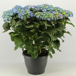 Hortensie blau 15+ T32 H65