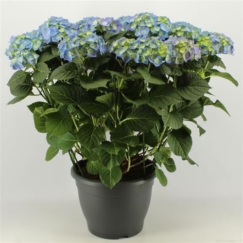 Hortensie blau 15+ T32 H65