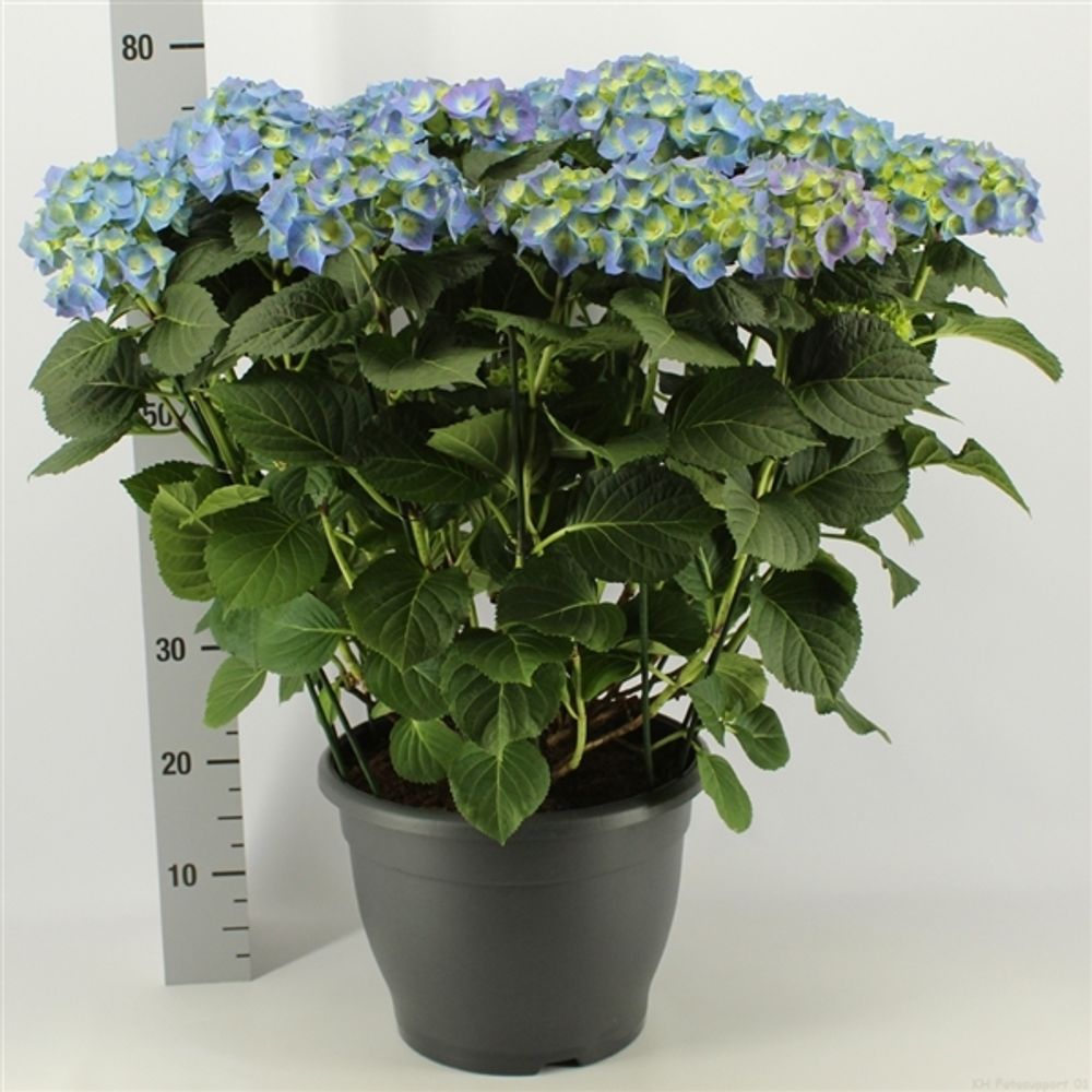 Hortensie blau 15+ T32 H65