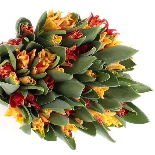 Tulpe gelb/rot Crown 36 Gramm